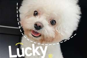 从怕狗到当狗妈：我和 Lucky 的双向治愈之旅